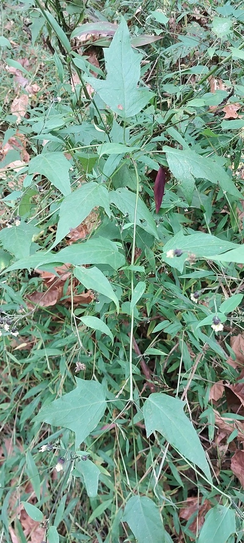 Tennessee Leafcup photo 2