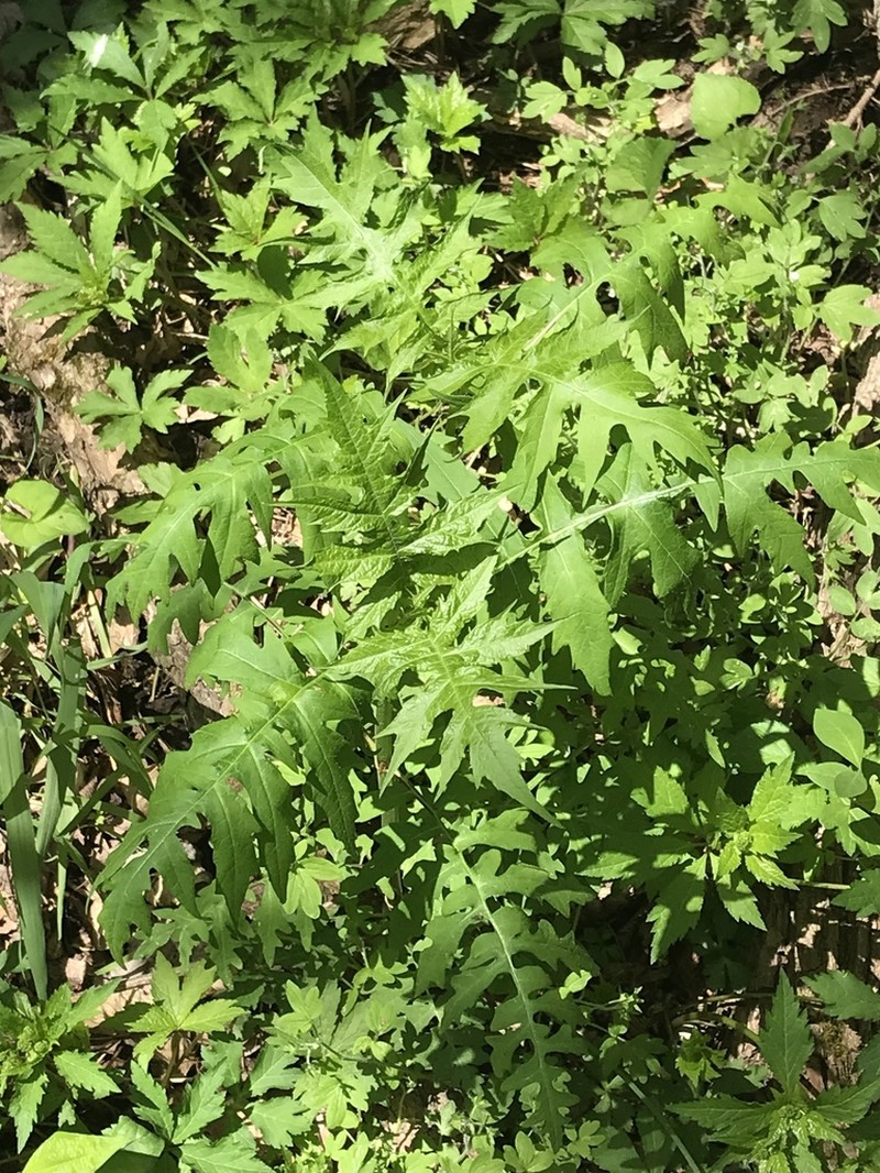 Tennessee Leafcup photo 4