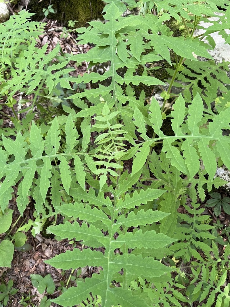 Tennessee Leafcup photo 5