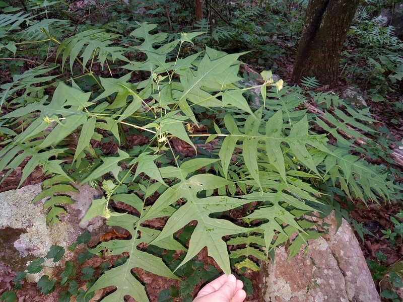 Tennessee Leafcup photo 6