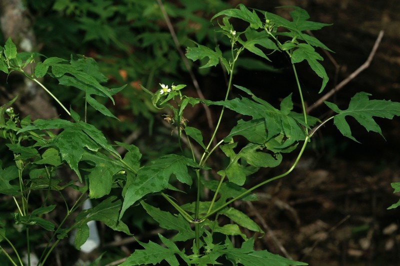 Tennessee Leafcup photo 7