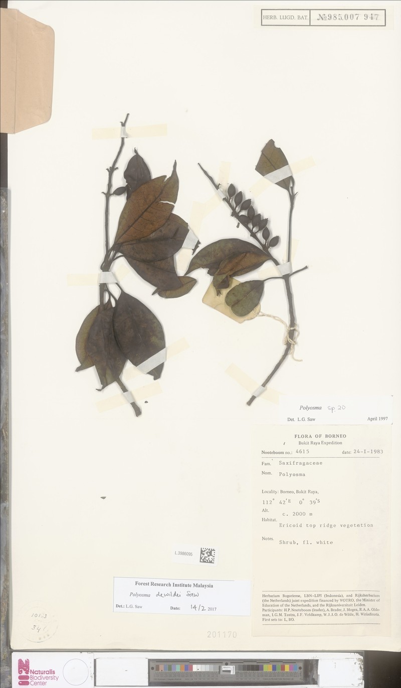 Polyosma dewildei