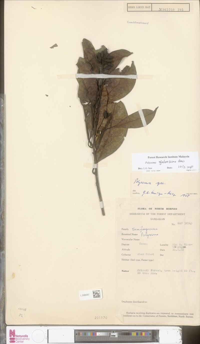 Polyosma glabrescens