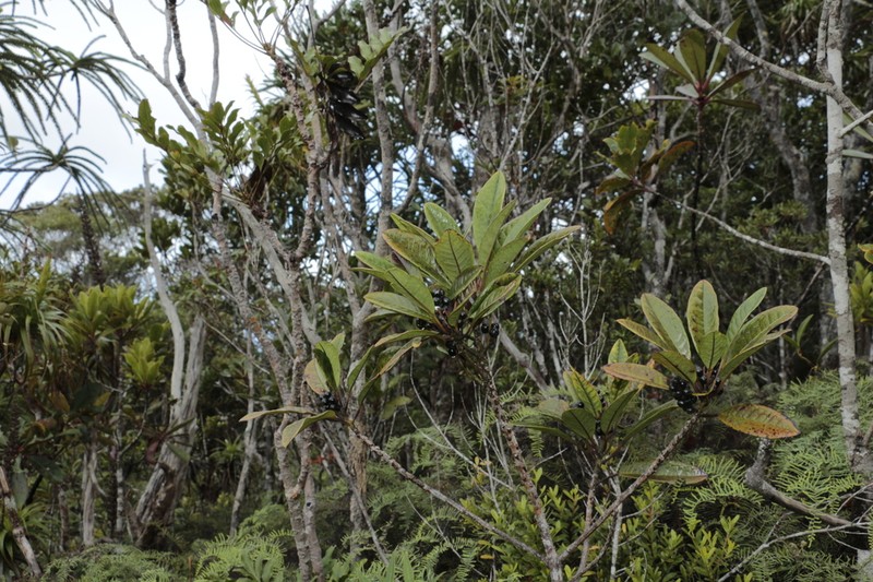 Polyosma kouaouana photo 2