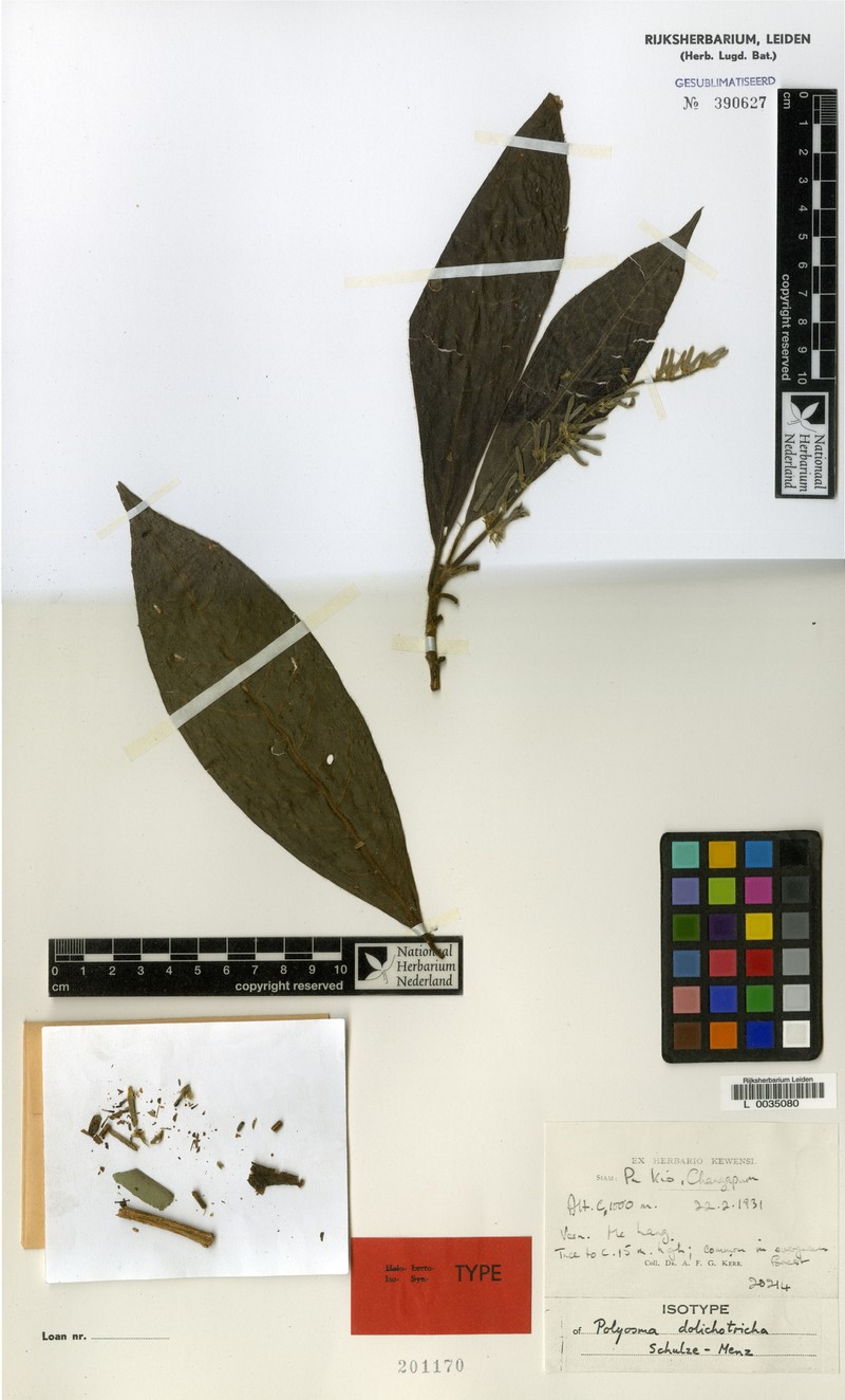 Polyosma pilosa