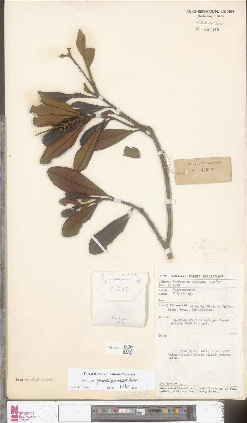 Polyosma pseudobracteosa