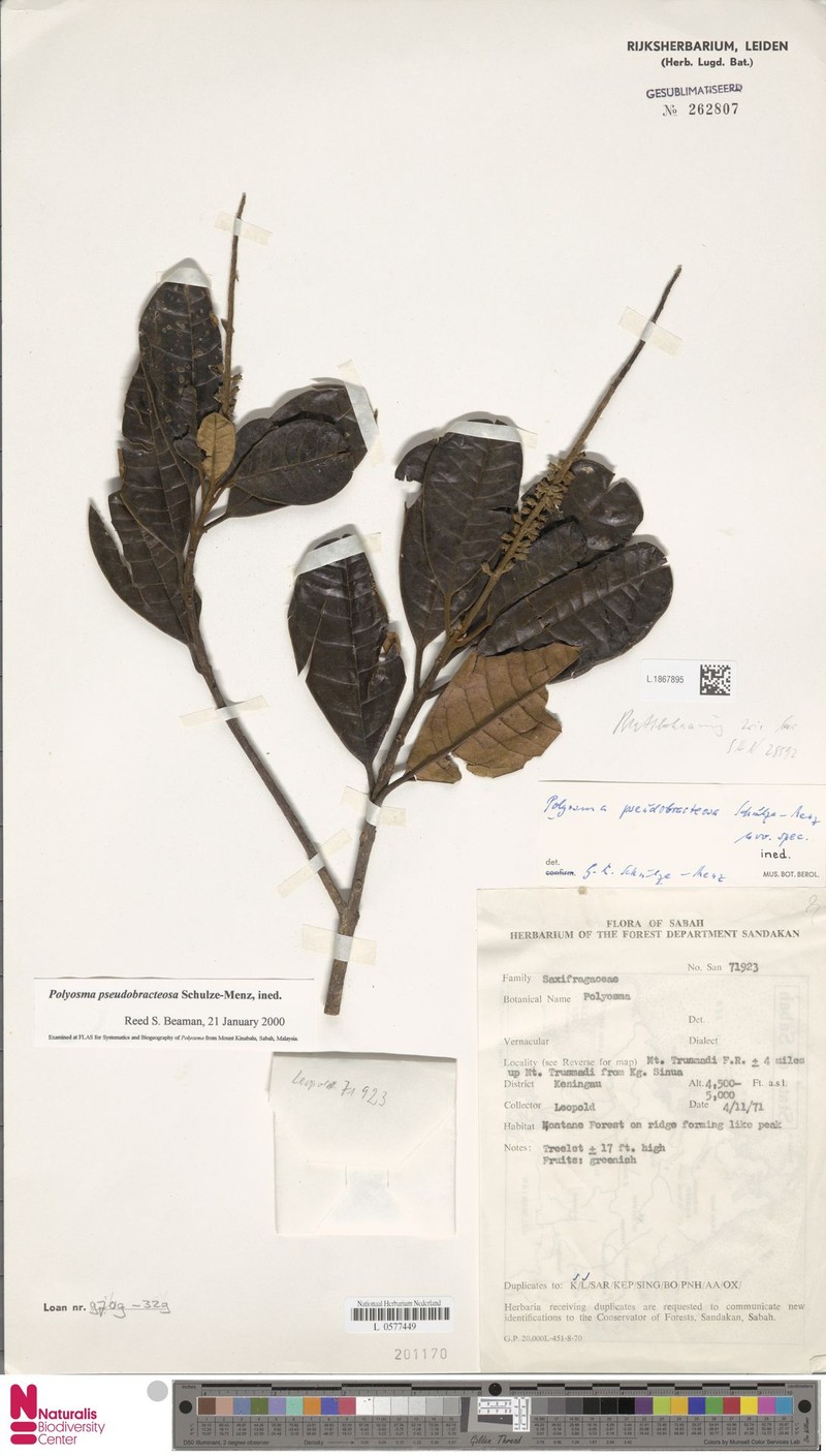 Polyosma pseudobracteosa photo 2