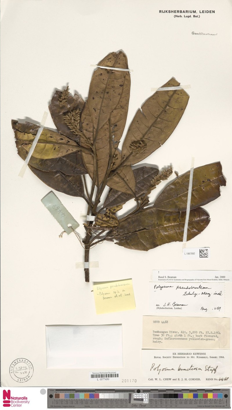 Polyosma pseudobracteosa photo 3