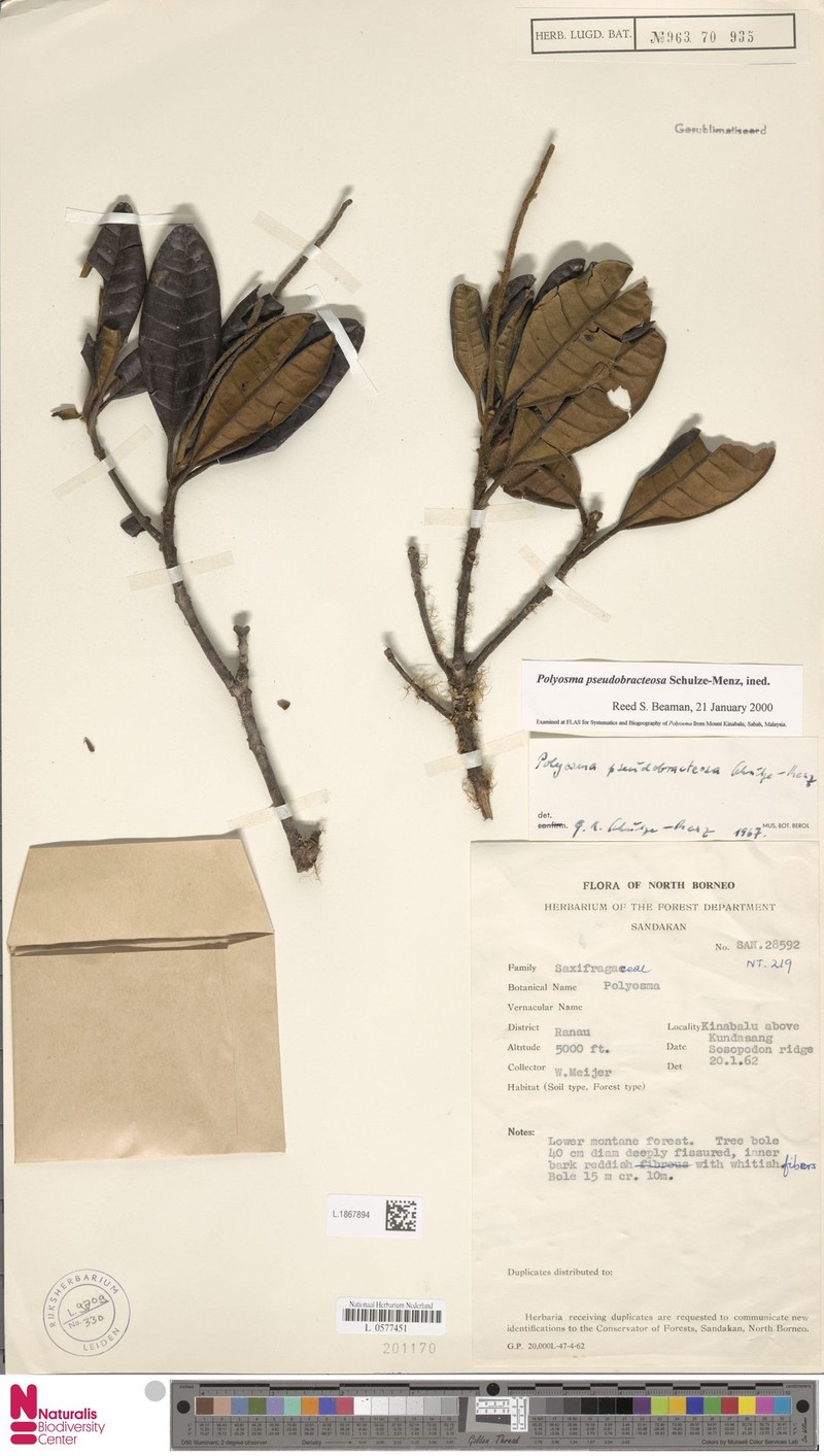 Polyosma pseudobracteosa photo 4