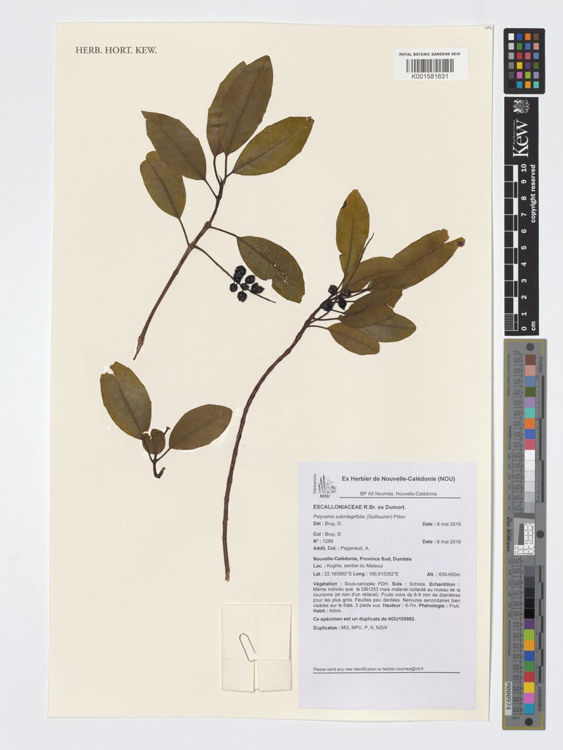Polyosma subintegrifolia