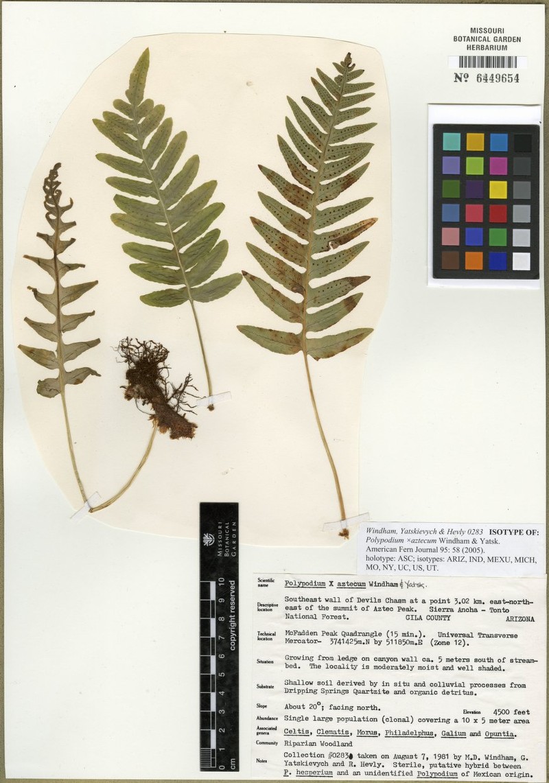 Polypodium × aztecum
