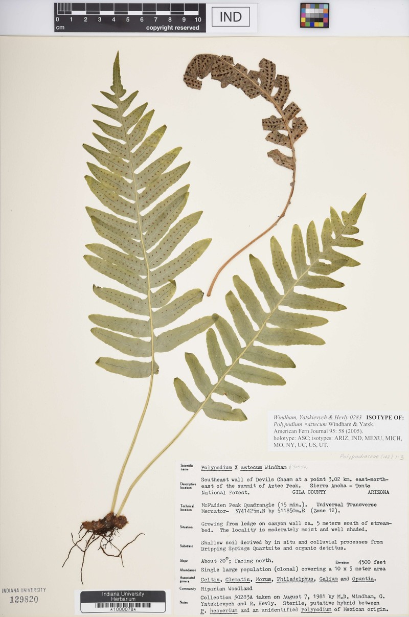Polypodium × aztecum photo 2