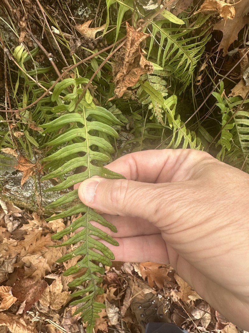 Polypodium × incognitum