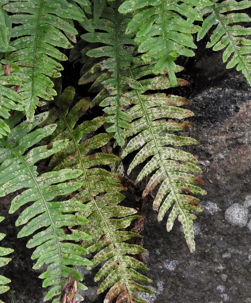Polypodium × incognitum photo 3