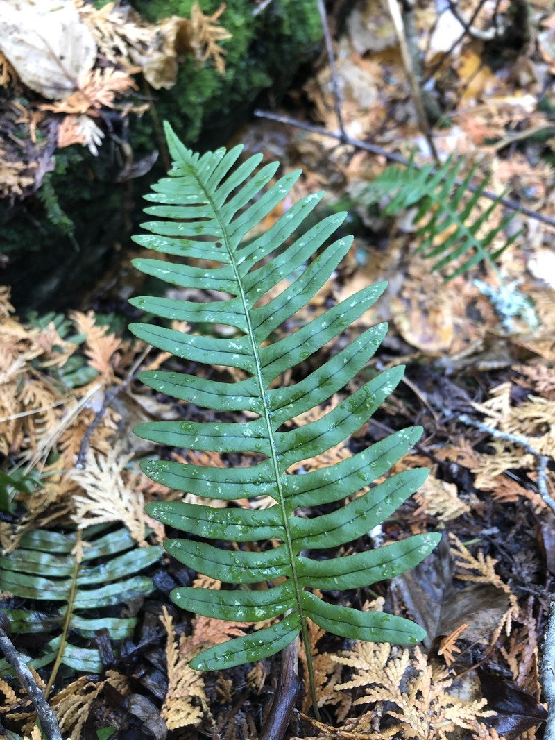 Polypodium × incognitum photo 4