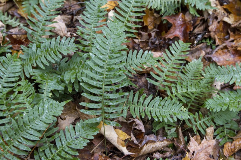 Polypodium × incognitum photo 5