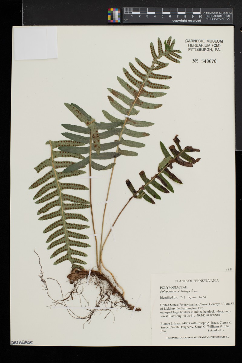 Polypodium × incognitum photo 6