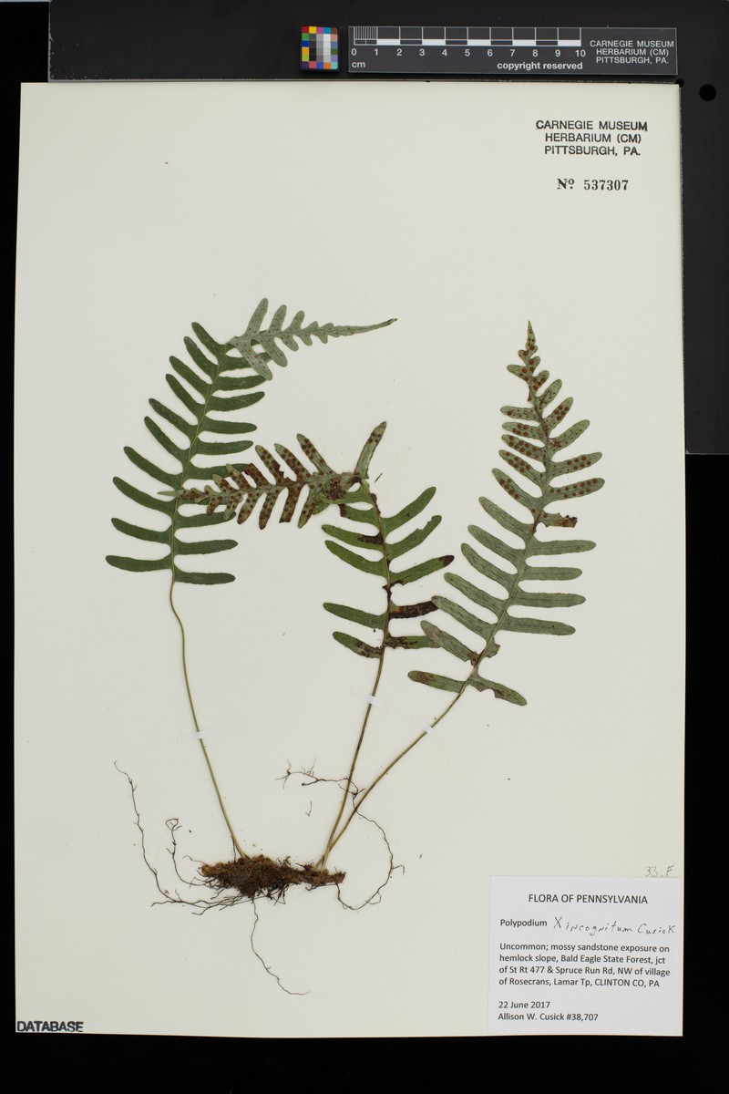 Polypodium × incognitum photo 7