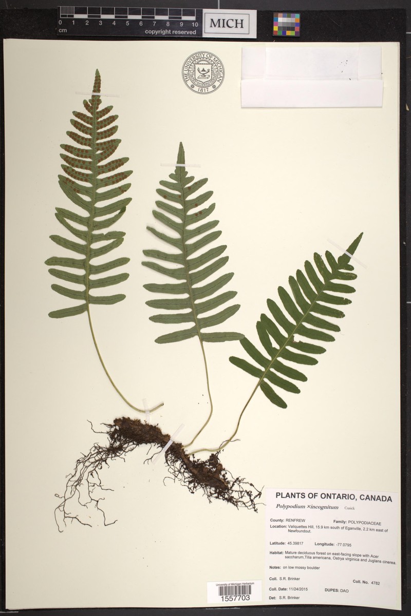 Polypodium × incognitum photo 8