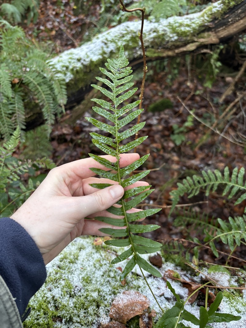 Polypodium × mantoniae