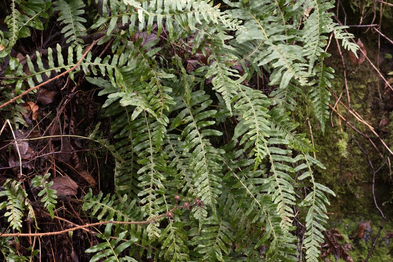Polypodium × mantoniae photo 2