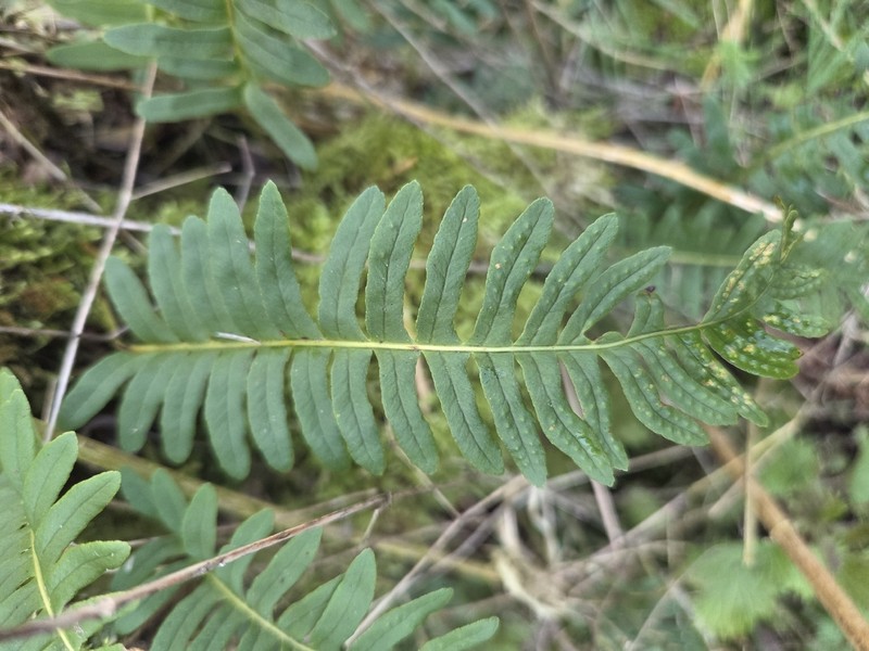 Polypodium × mantoniae photo 3