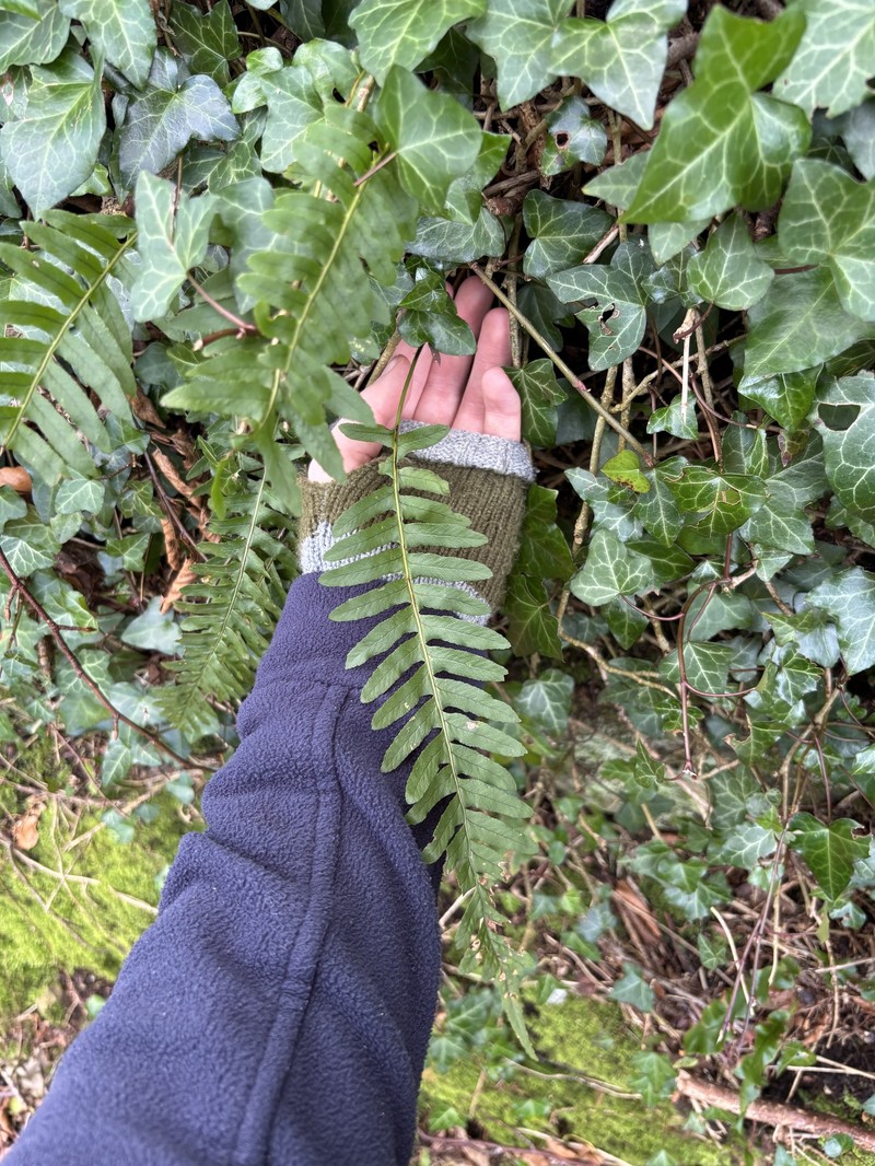 Polypodium × mantoniae photo 4