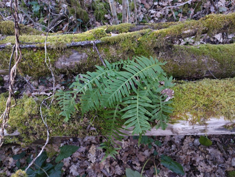 Polypodium × shivasiae