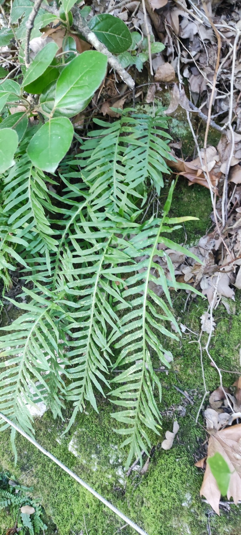Polypodium × shivasiae photo 2