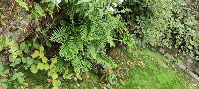 Polypodium × shivasiae photo 3