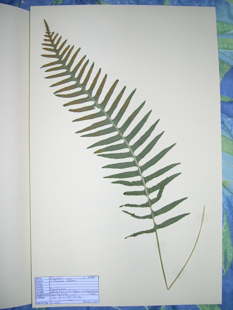 Polypodium × shivasiae photo 4