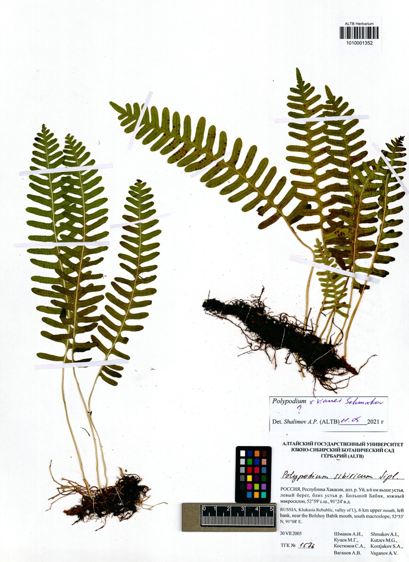 Polypodium × vianei