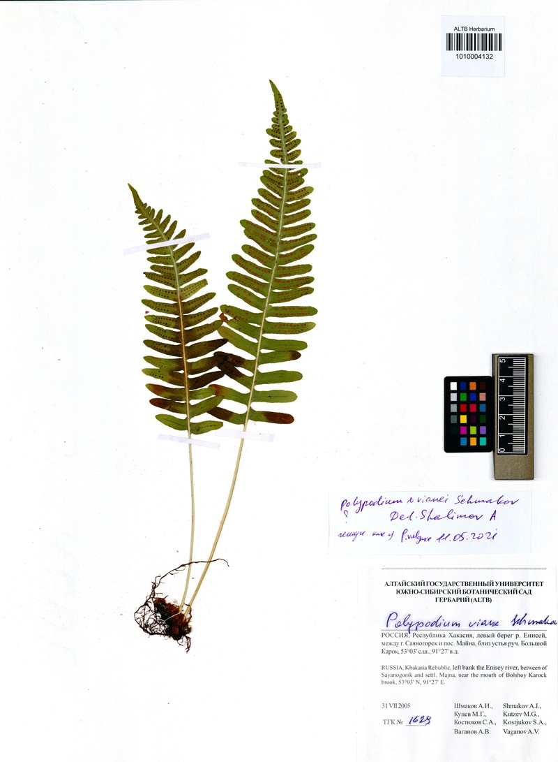 Polypodium × vianei photo 2