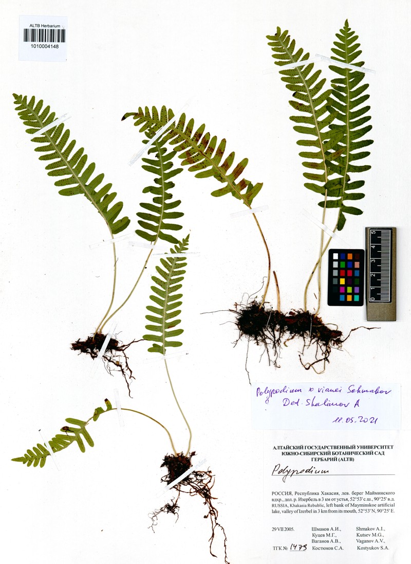 Polypodium × vianei photo 3