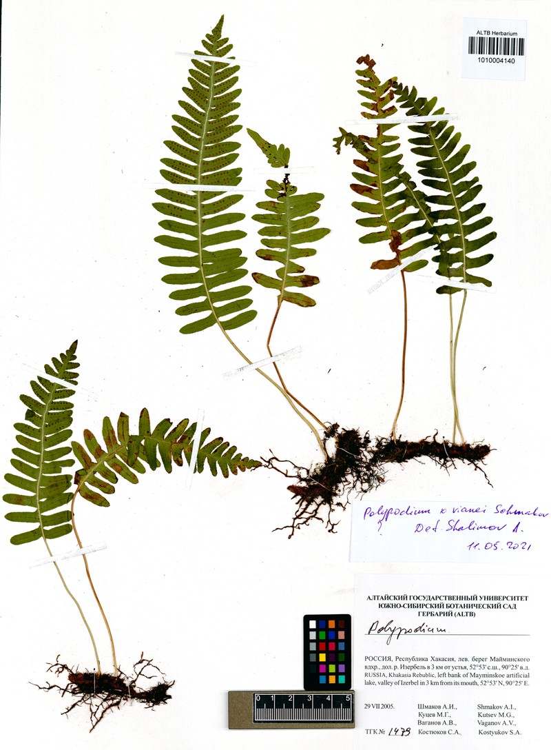 Polypodium × vianei photo 4