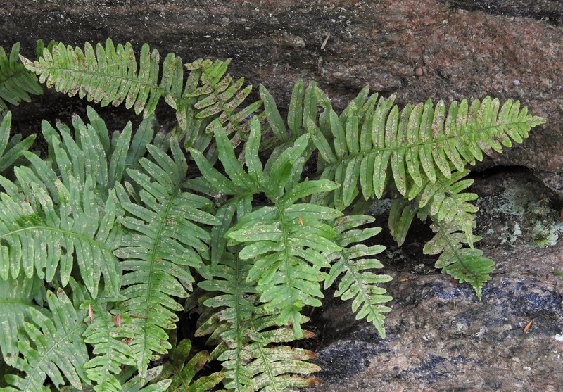 Hybrid rock polypody photo 3