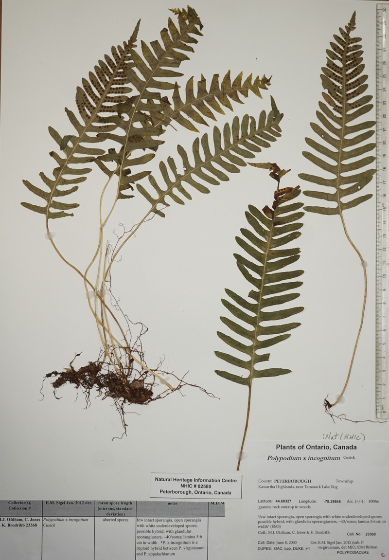 Hybrid rock polypody photo 4