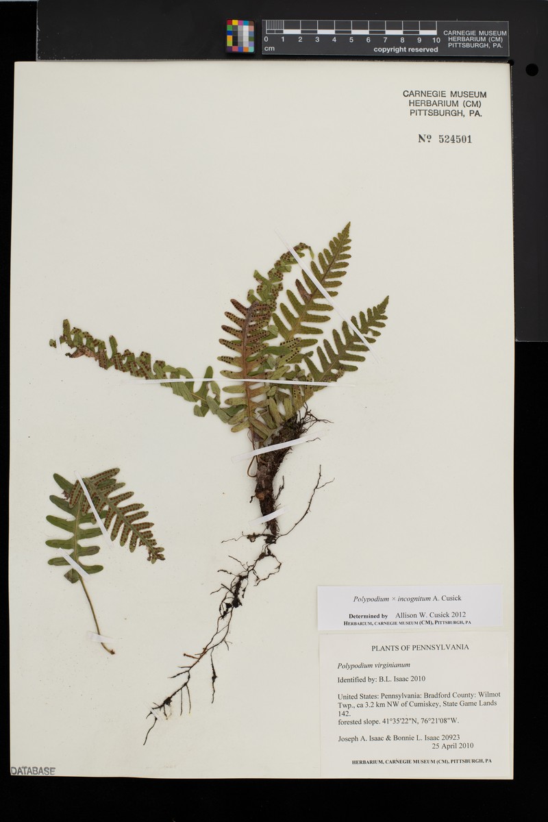 Hybrid rock polypody photo 7