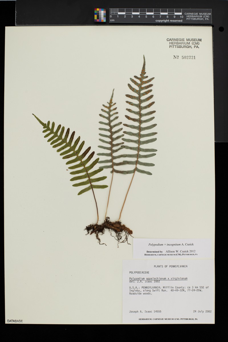 Hybrid rock polypody photo 8