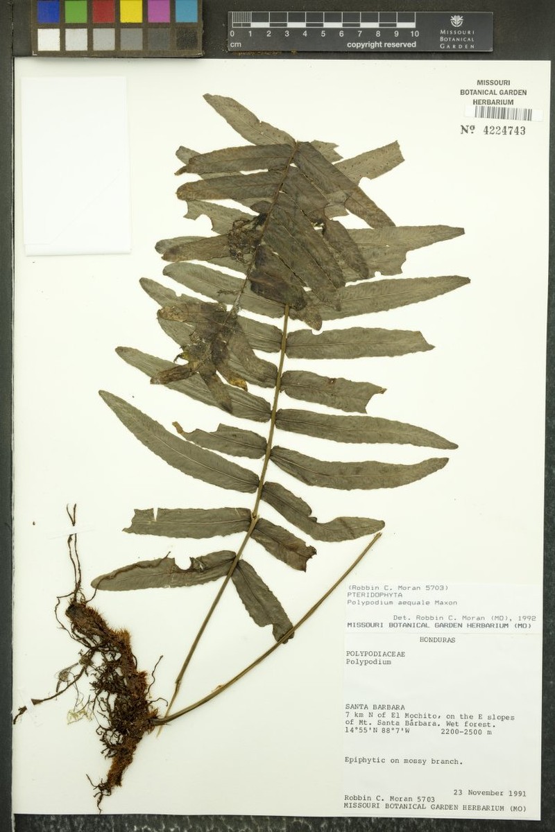 Polypodium aequale