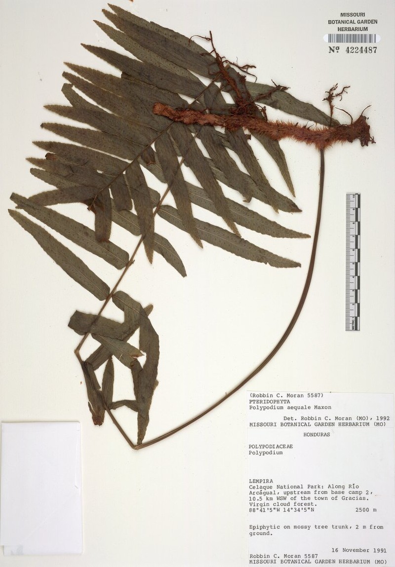 Polypodium aequale photo 2