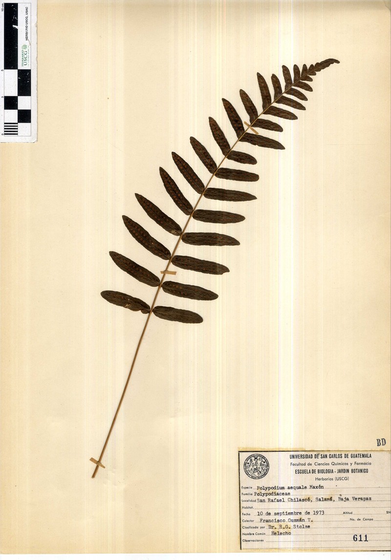 Polypodium aequale photo 3