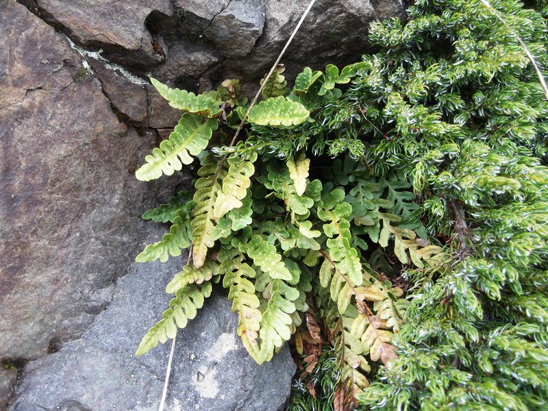 Irregular Polypody photo 2