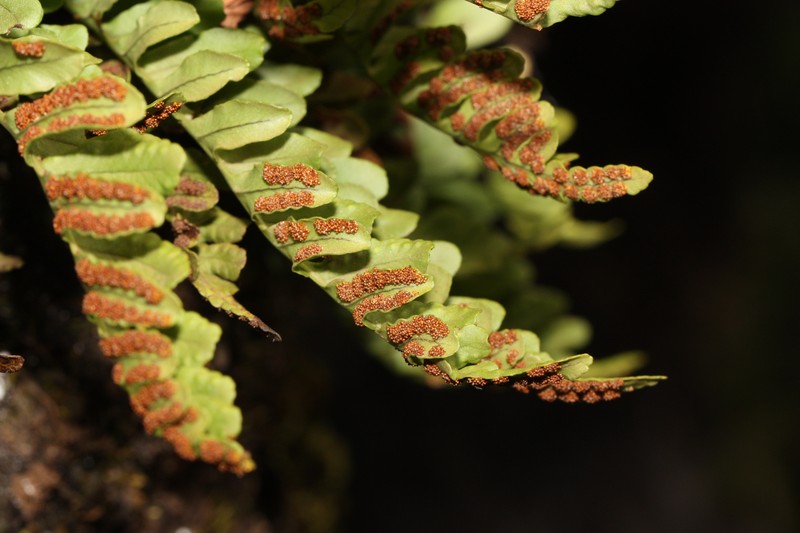 Irregular Polypody photo 3