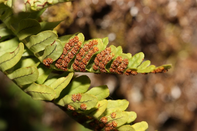Irregular Polypody photo 4