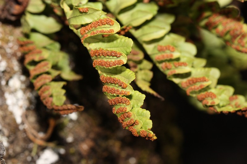 Irregular Polypody photo 5
