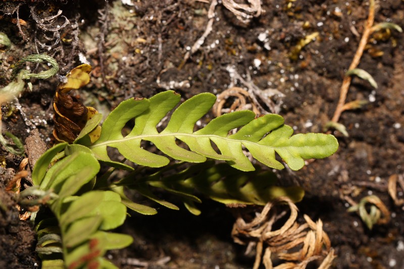 Irregular Polypody photo 6
