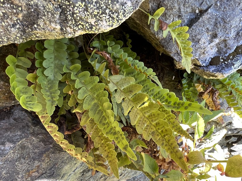 Irregular Polypody