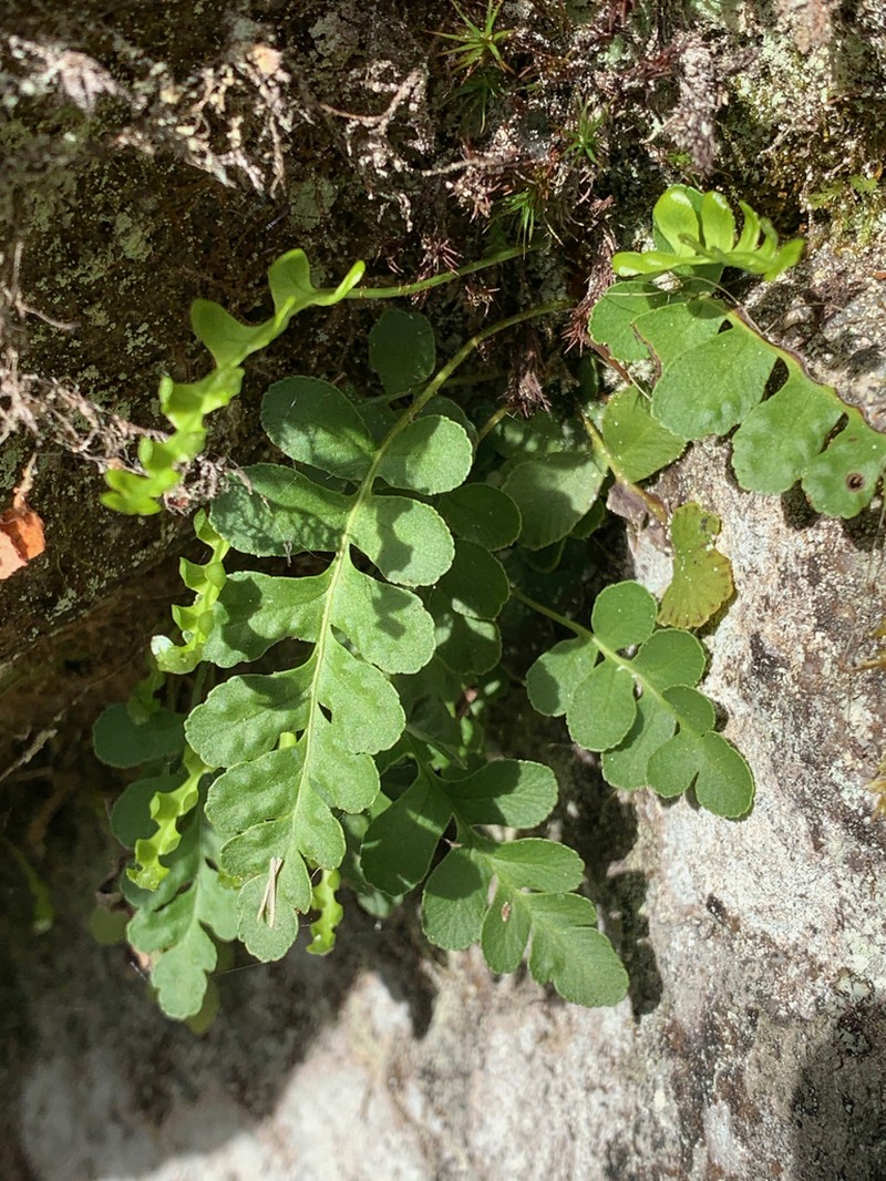 Irregular Polypody photo 3