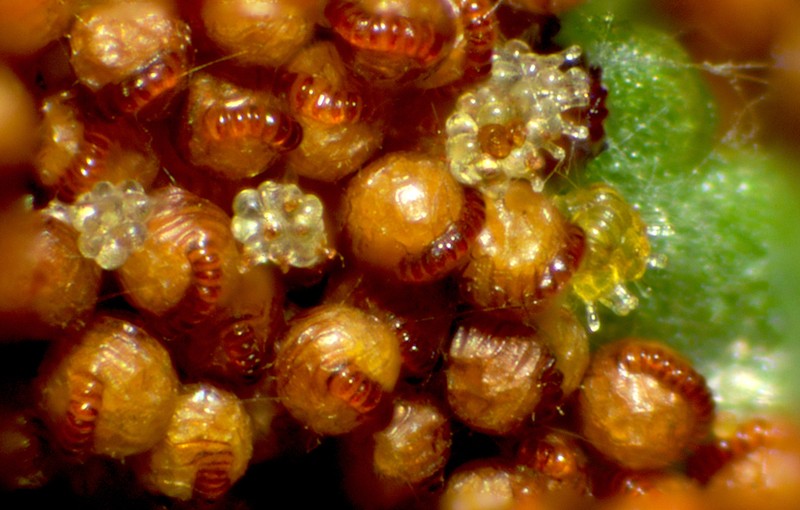 Irregular Polypody photo 4
